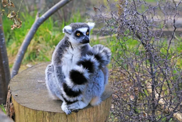 lemur-zoo-londres