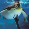 pinguino sea life