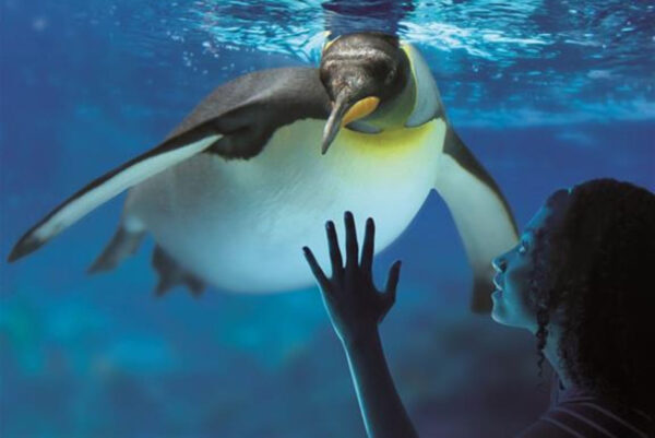 pinguino sea life